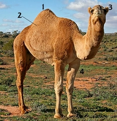 Develerin Özellikleri